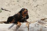CAVALIER KING CHARLES 084
